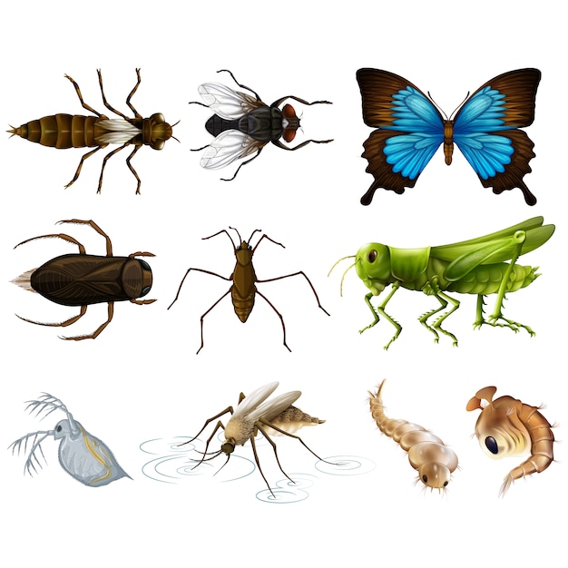 Vector gratuito colección de insectos a color
