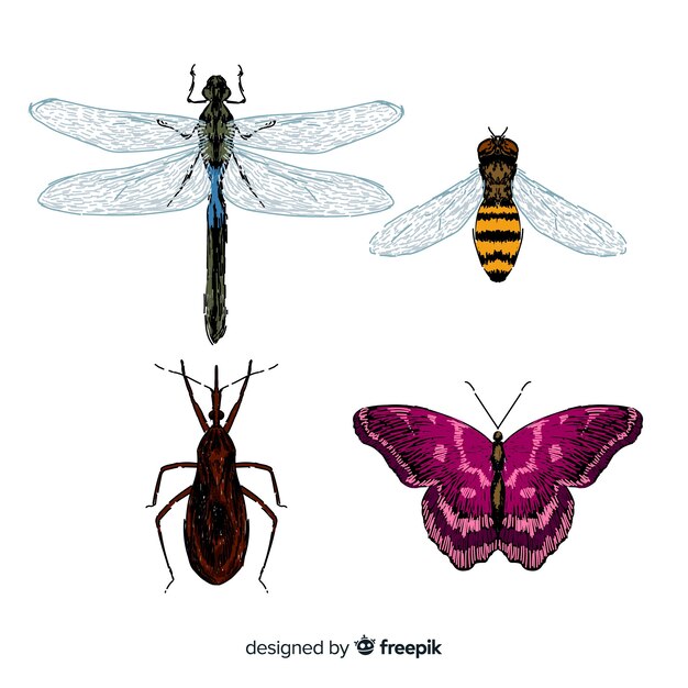 Colección de insectos coloridos dibujados a mano