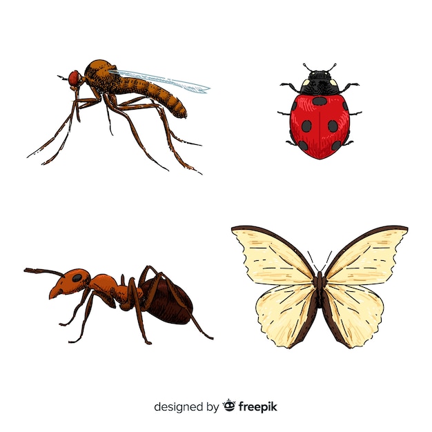 Vector gratuito colección de insectos coloridos dibujados a mano