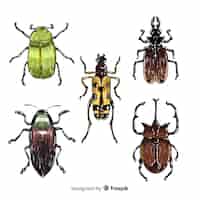 Vector gratuito colección de insectos coloridos dibujados a mano