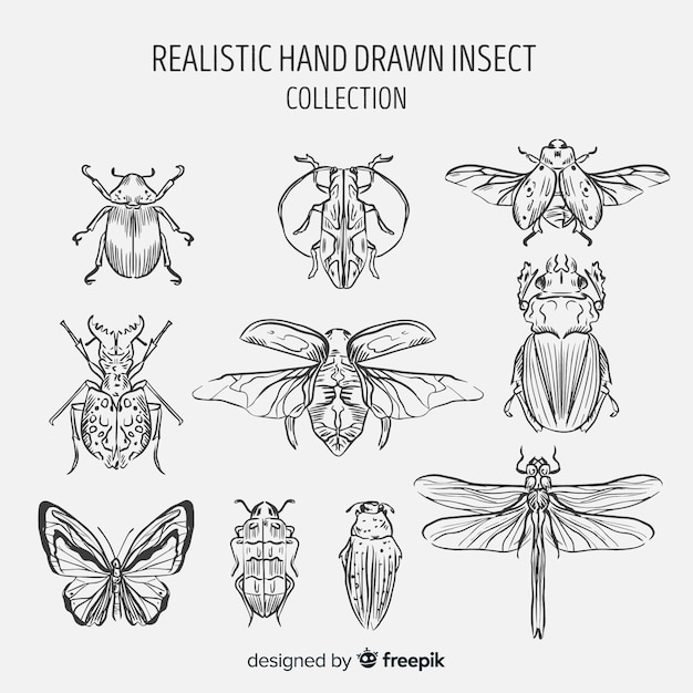 Colección insectos dibujada a mano