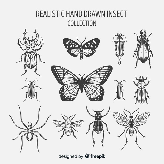 Colección insectos dibujada a mano