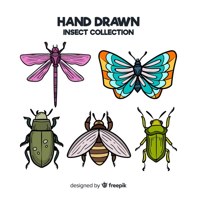 Colección de insectos dibujado a mano