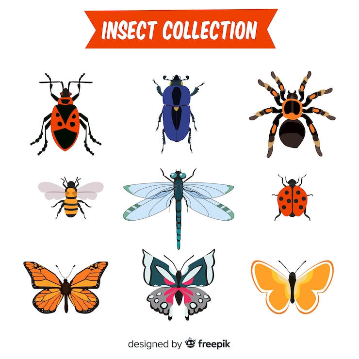 Vector gratuito colección de insectos dibujado a mano