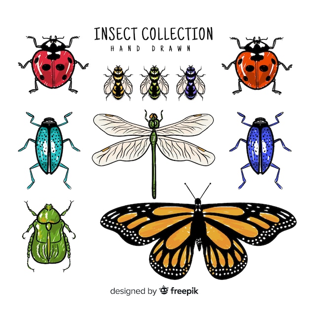 Colección insectos dibujados a mano