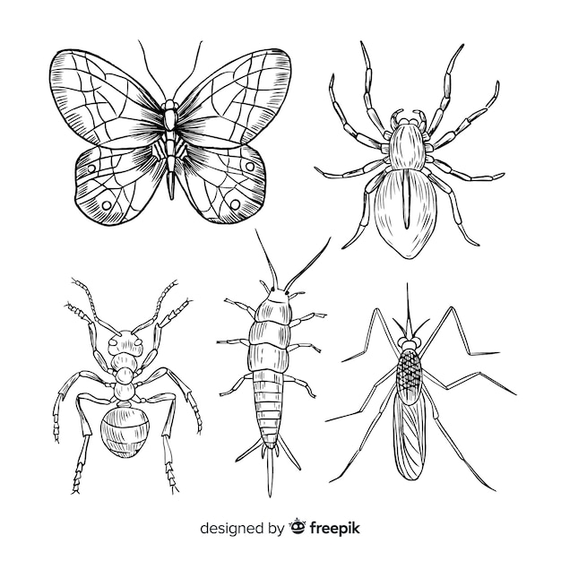 Vector gratuito colección insectos realistas dibujados a mano