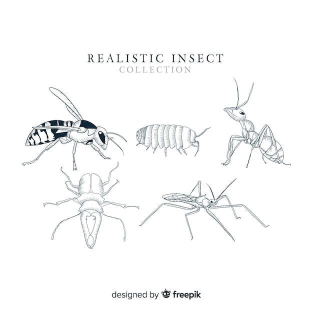 Vector gratuito colección insectos realistas dibujados a mano