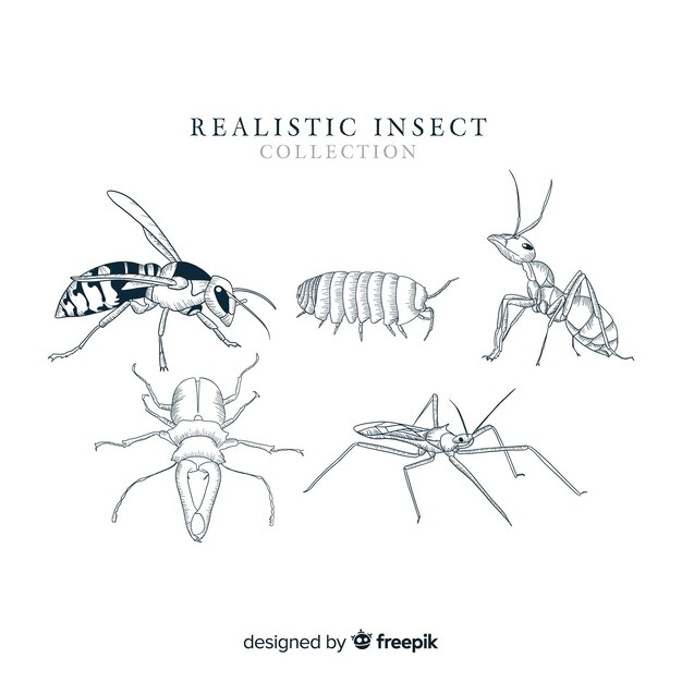 Colección insectos realistas dibujados a mano