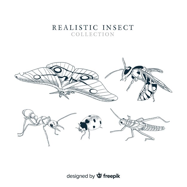 Colección insectos realistas dibujados a mano
