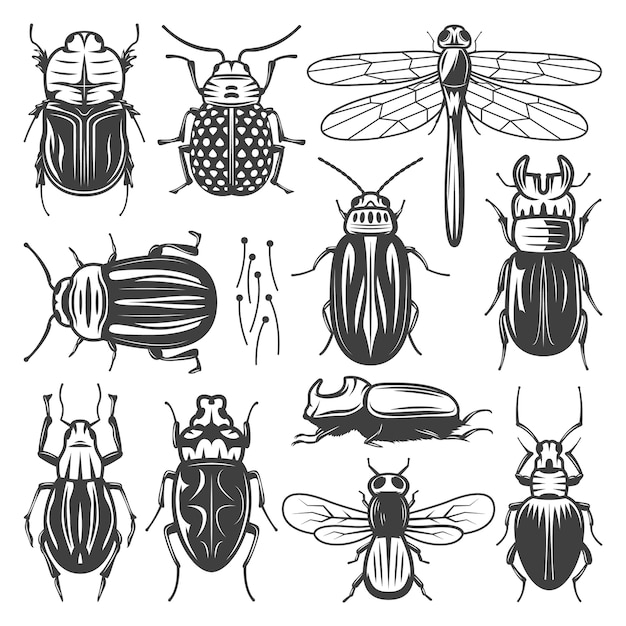 Vector gratuito colección de insectos vintage con libélula mosca y diferentes tipos de insectos y escarabajos aislados