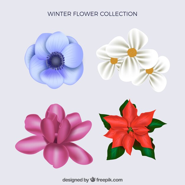 Colección invernal de flores realistas