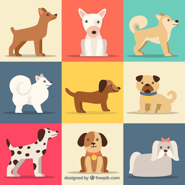 Colección de lindas razas de perros