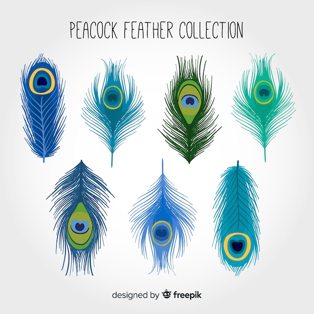 Colección moderna de plumas de pavo real dibujadas a mano