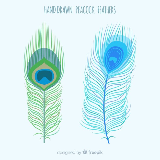 Colección moderna de plumas de pavo real dibujadas a mano