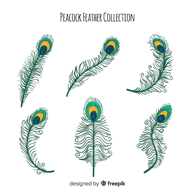 Colección moderna de plumas de pavo real dibujadas a mano