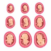 Vector gratuito colección de momentos de desarrollo fetal