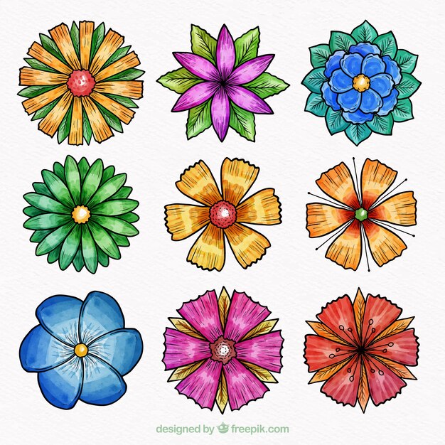 Colección de nueve flores
