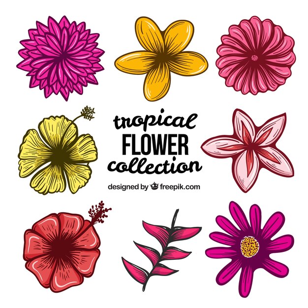 Colección de ocho flores tropicales dibujados a mano