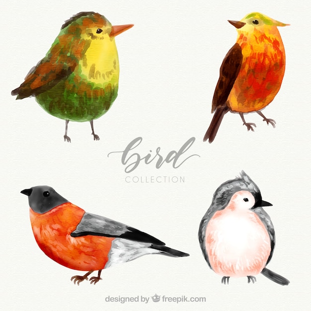 Vector gratuito colección de pájaros de acuarela