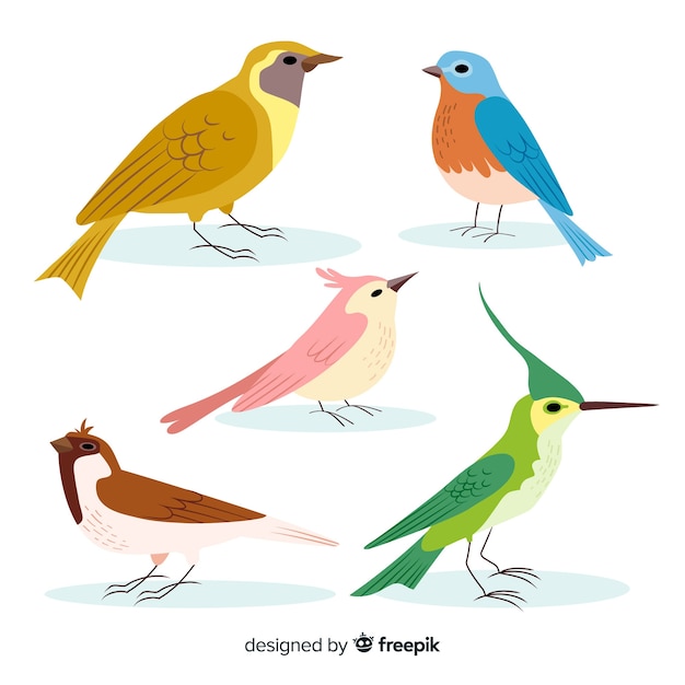 Colección de pájaros coloridos dibujados a mano