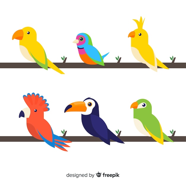 Colección pájaros coloridos exóticos diseño plano