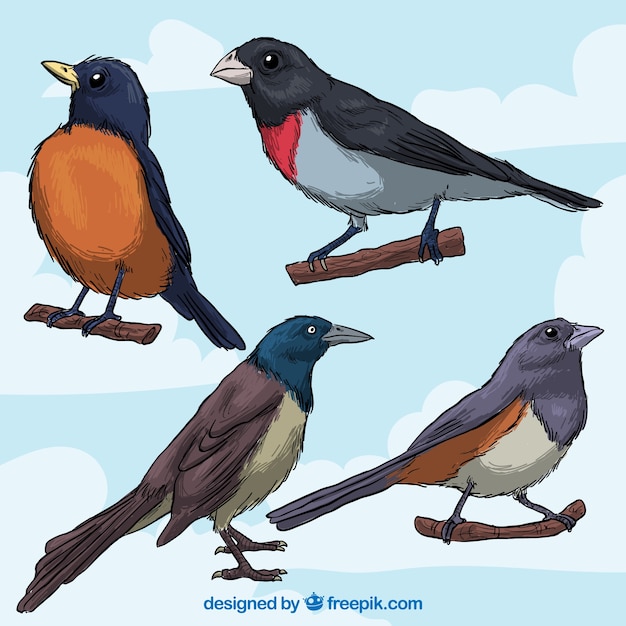 Vector gratuito colección de pájaros dibujados a mano