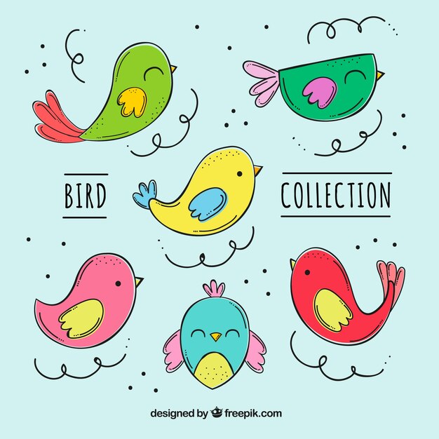 Colección de pájaros dibujados a mano
