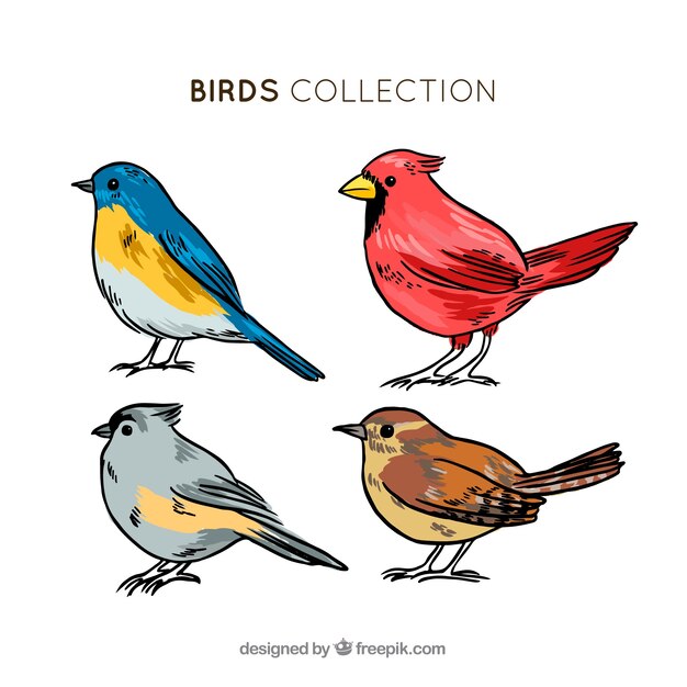 Colección de pájaros dibujados a mano
