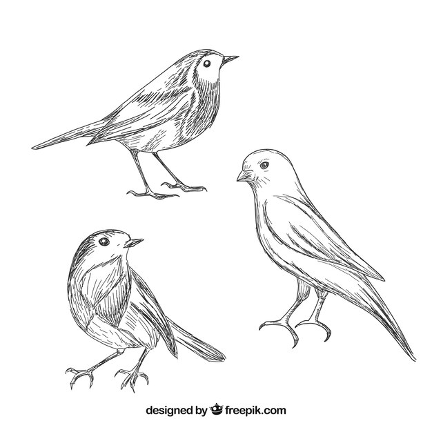 Colección de pájaros dibujados a mano