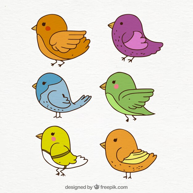 Colección de pájaros dibujados a mano