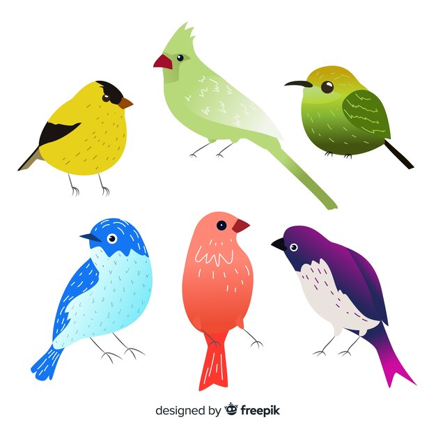 Colección de pájaros en estilo dibujado a mano
