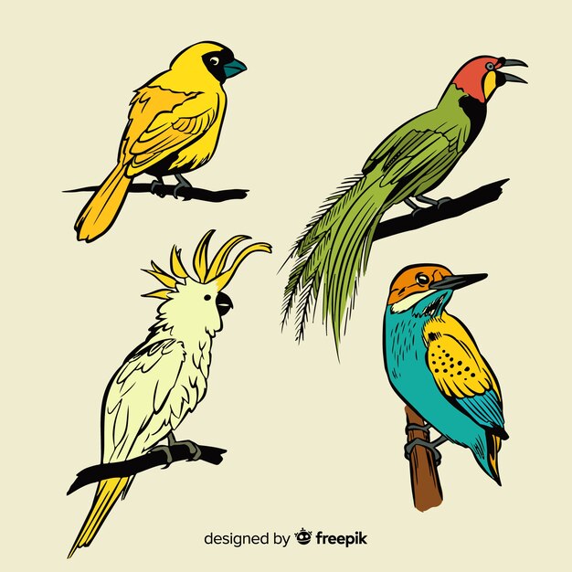 Colección de pájaros exóticos dibujado a mano