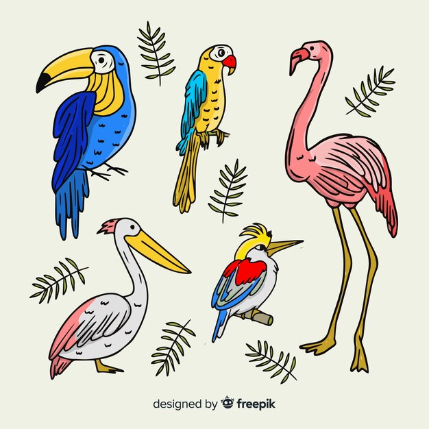 Colección de pájaros exóticos dibujado a mano