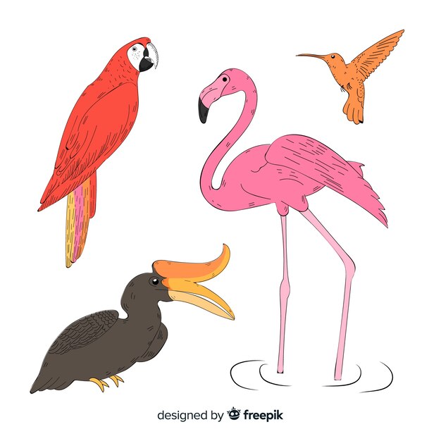 Colección pájaros exóticos dibujados a mano
