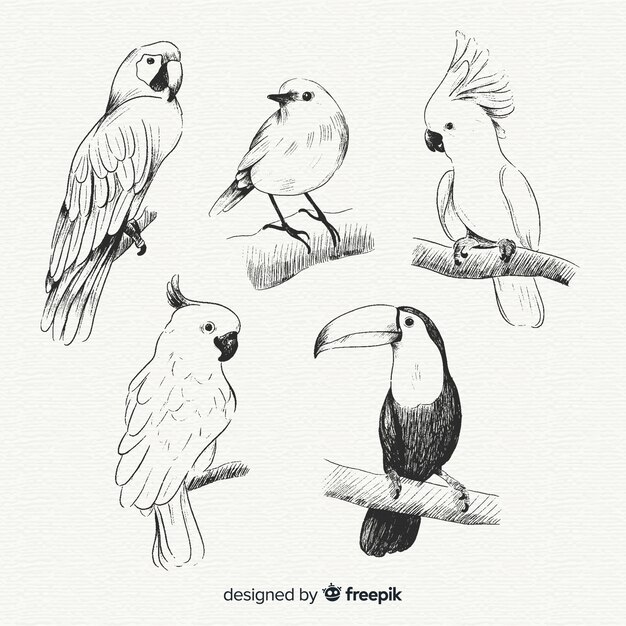 Colección pájaros exóticos dibujados a mano
