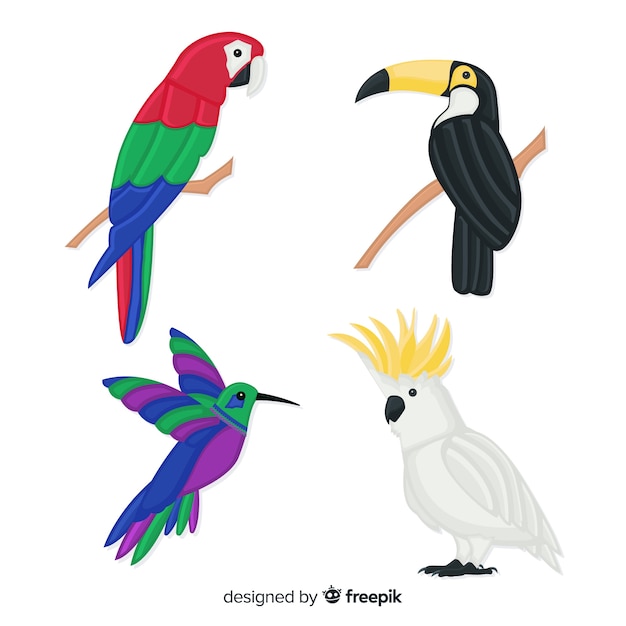 Colección pájaros exóticos dibujados a mano