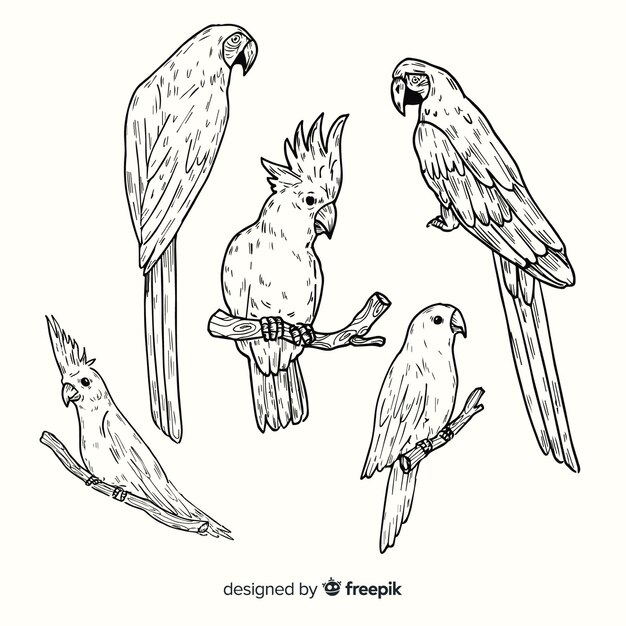Colección pájaros exóticos dibujados a mano