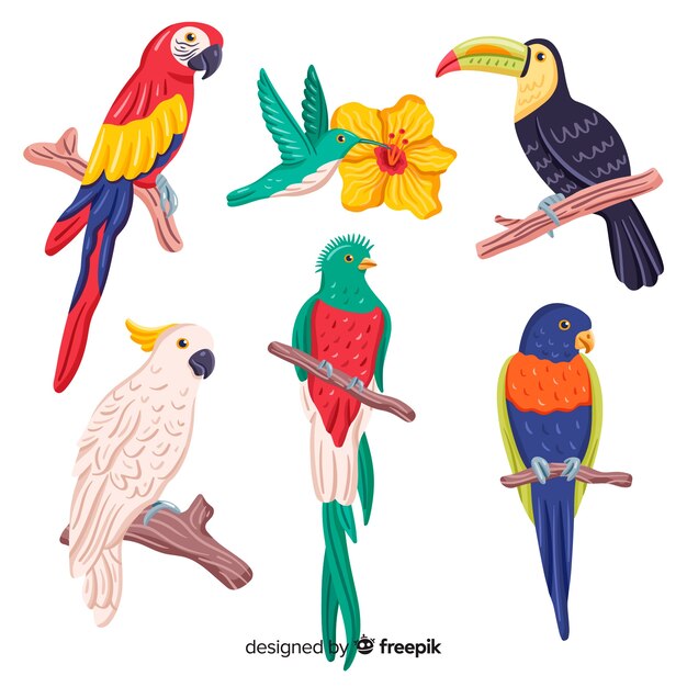 Colección pájaros exóticos dibujados a mano