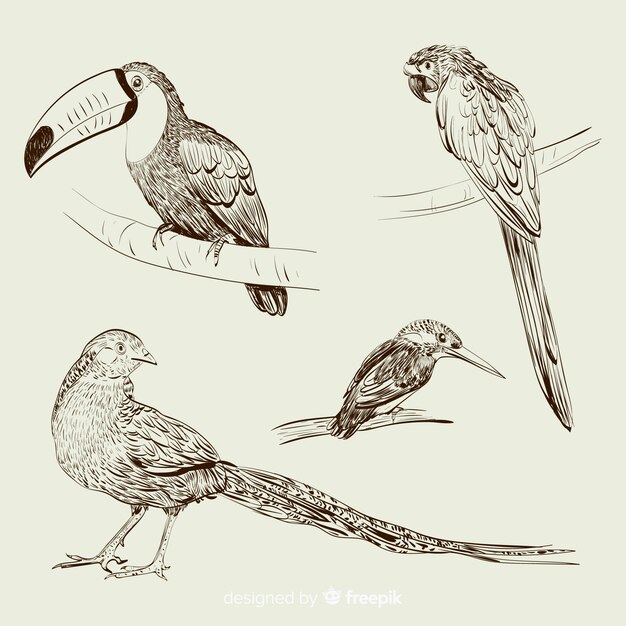 Colección pájaros exóticos dibujados a mano