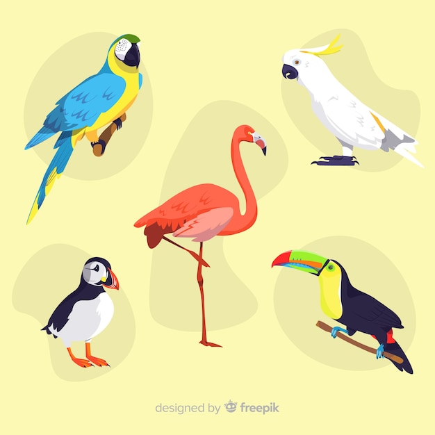 Colección pájaros exóticos diseño plano