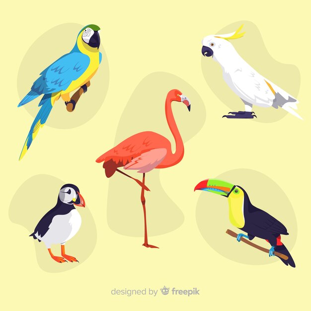 Colección pájaros exóticos diseño plano
