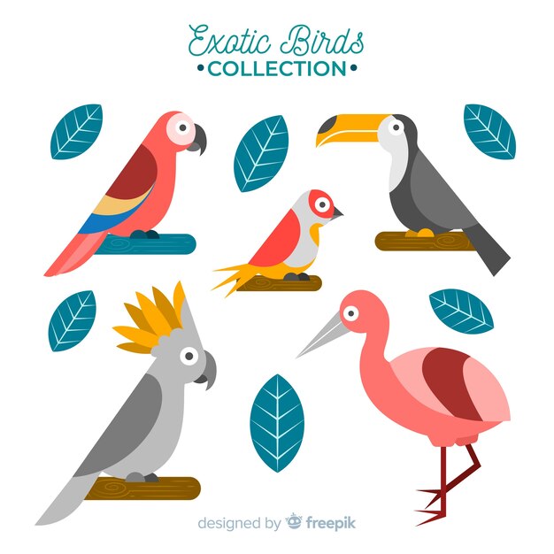 Colección de pájaros exóticos en diseño plano