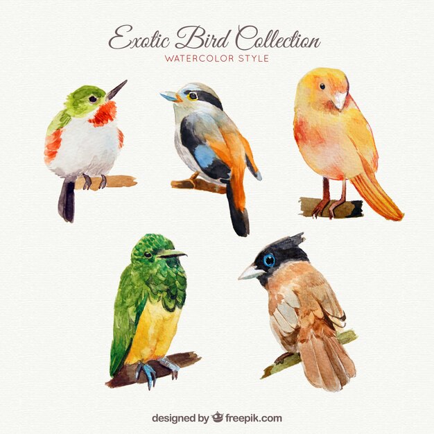 Colección de pájaros exóticos en estilo acuarela