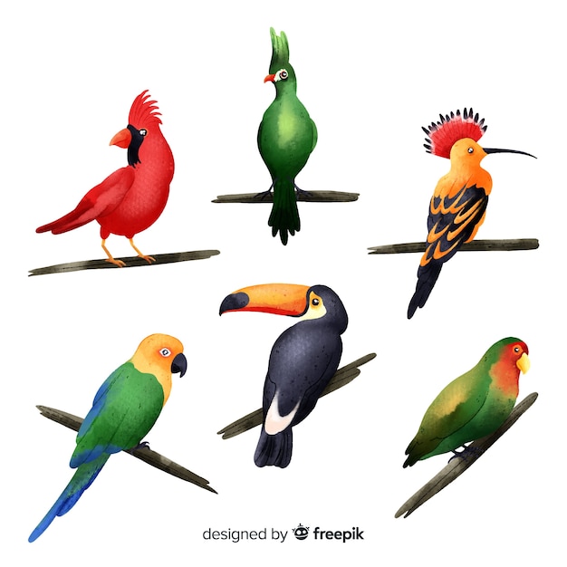 Vector gratuito colección pájaros exóticos estilo acuarela