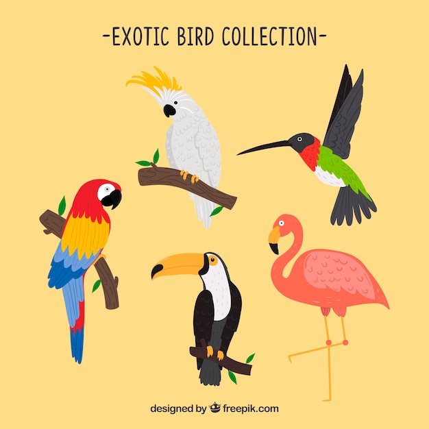 Colección de pájaros exóticos hechos a mano