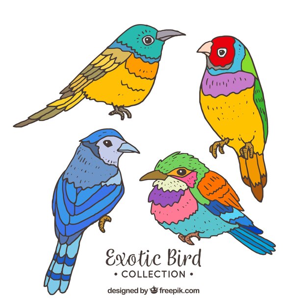 Colección de pájaros exóticos hechos a mano