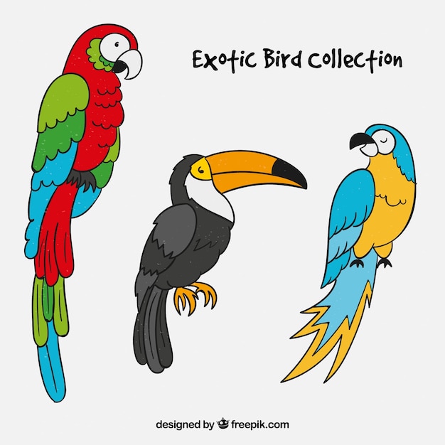 Vector gratuito colección de pájaros exóticos hechos a mano