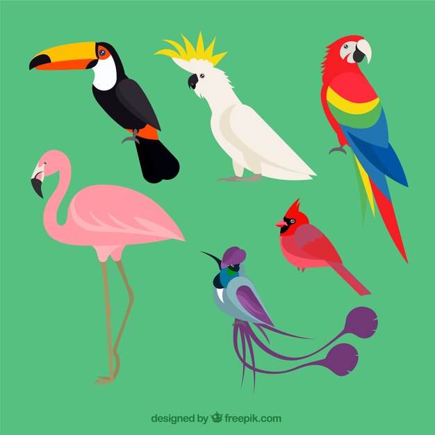 Colección de pájaros exóticos planos