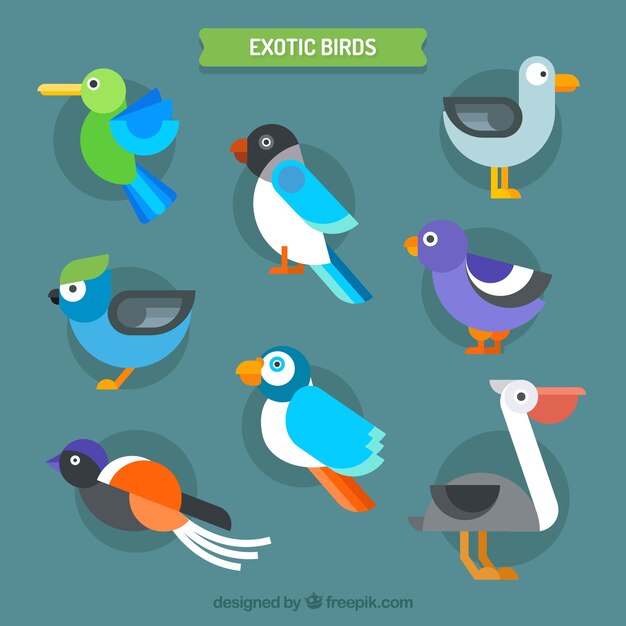 Colección de pájaros exóticos planos
