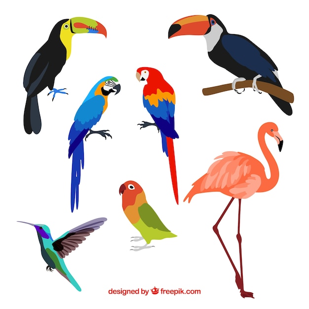 Colección de pájaros exóticos planos